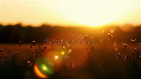 Sun setting over a landscape, casting a warm golden light.