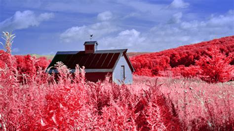 Image with vibrant red foliage, mimicking Kodak Aerochrome