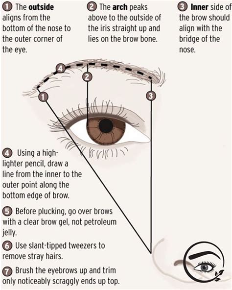 Diagram showing ideal eyebrow start, arch, and end points relative to facial features
