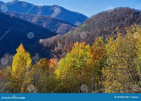 Autumnal forest landscape