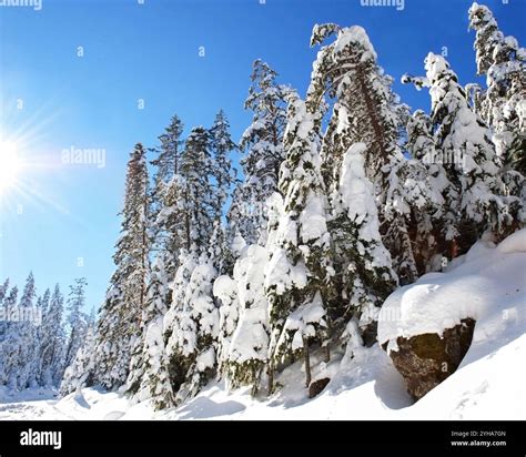 Winter landscape with crisp snow and soft sunlight