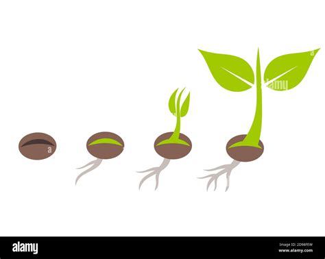 Illustration of a seed sprouting into a hop plant