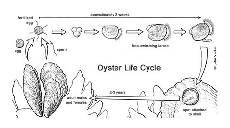 Diagram illustrating the life cycle of an oyster