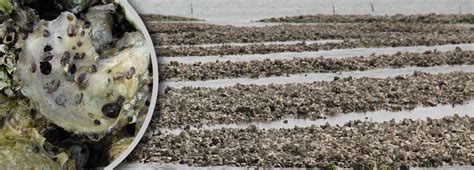 Close-up of oyster spat attached to a substrate
