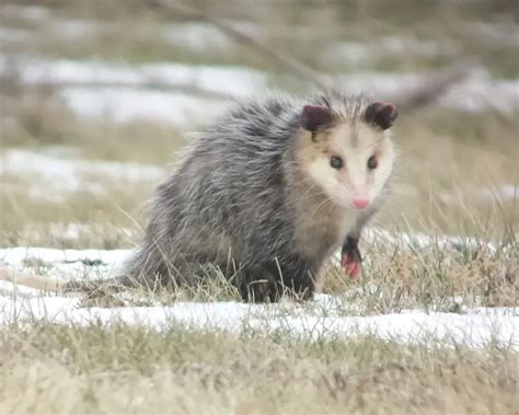 Virginia Opossum in its natural habitat