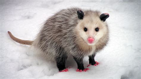 Opossum head with ears and initial body shape