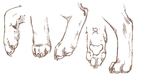 Drawing the front leg and paw of the opossum