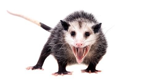 Opossum with body, legs, and tail sketched