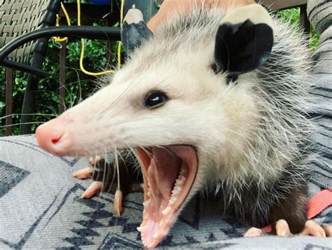 Detailed muzzle and mouth of the opossum