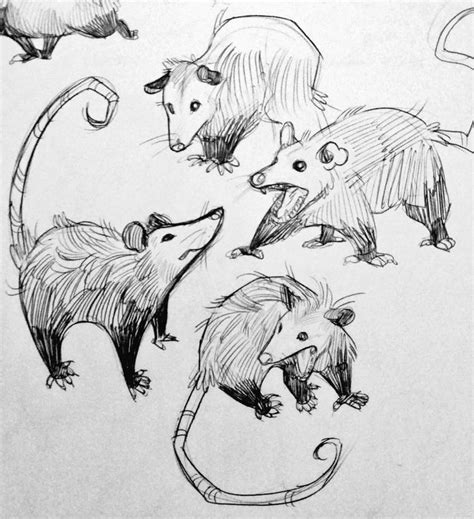 Shading applied to the opossum drawing