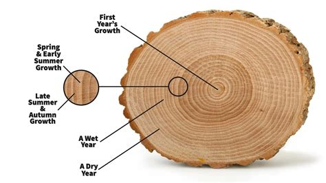 Close-up of softwood fibers and annual rings