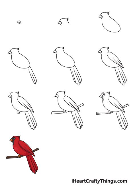 Step-by-step drawing of a cardinal on a branch