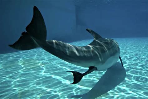 Dolphin giving birth underwater