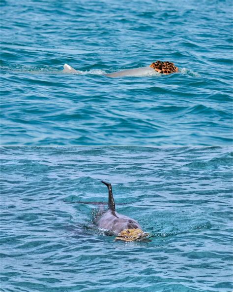 Male dolphins engaging in courtship display