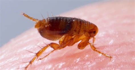 Close-up image of a flea on a pet's skin
