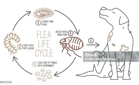 Illustration of a flea larva