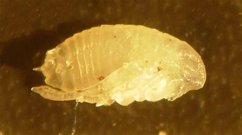 Image of a flea cocoon