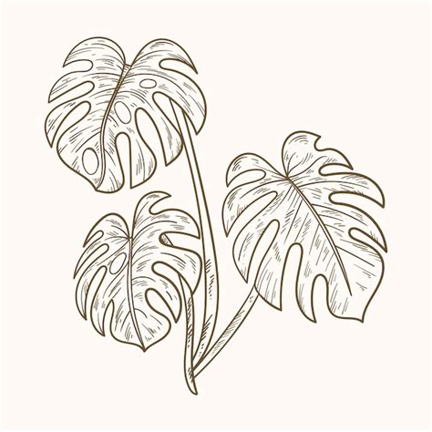 Detailed illustration of a monstera leaf in Procreate