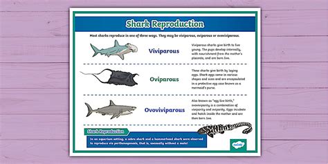 Diagram showing different shark reproductive strategies
