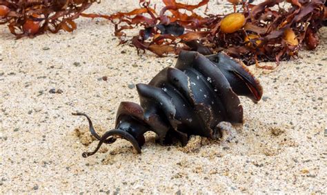 Empty shark egg case on a beach