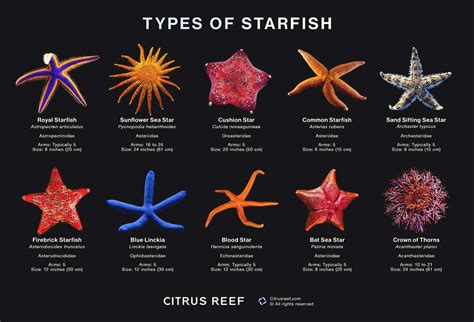 Starfish diversity
