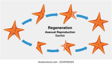 Diagram of starfish arm regeneration