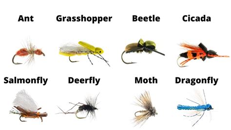 Diagram illustrating the mating positions of different fly types