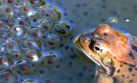 frogspawn in a pond