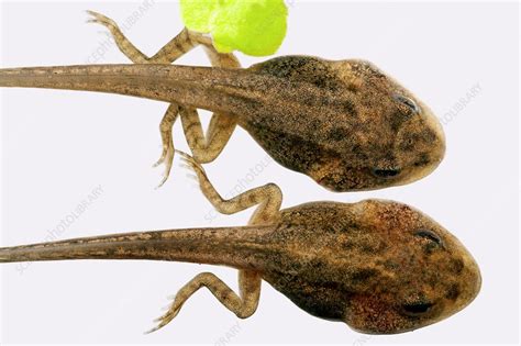 tadpole with developing legs
