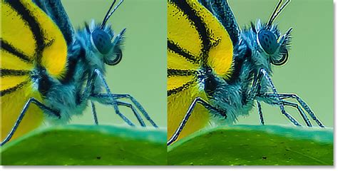 Side-by-side comparison of image sharpened with Unsharp Mask vs. Smart Sharpen, highlighting the difference in haloing