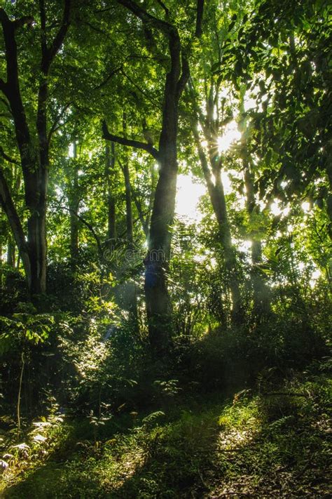 A forest scene with dramatic sunbeams filtering through the trees