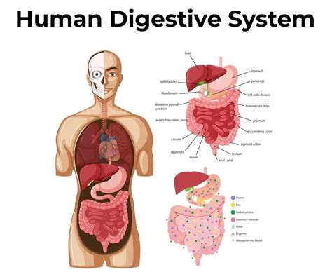 Diagram illustrating the human digestive system and the production of intestinal gas.