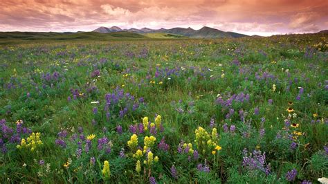 A detailed photograph of a natural prairie landscape