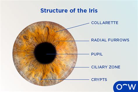 Diagram showing different iris patterns and pupil shapes