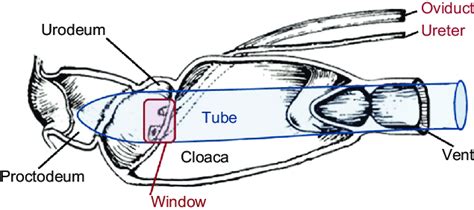 Diagram illustrating the avian cloaca and its functions