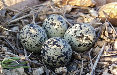 A bird's nest containing a clutch of speckled eggs