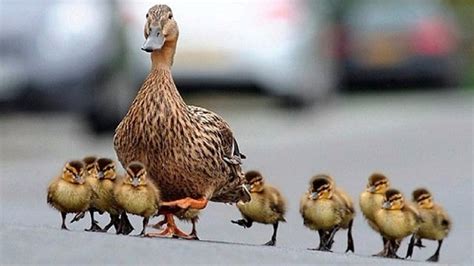 A duckling following its mother