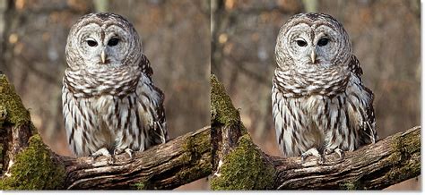 Comparison of a sharpened vs. unsharpened photograph in Photoshop