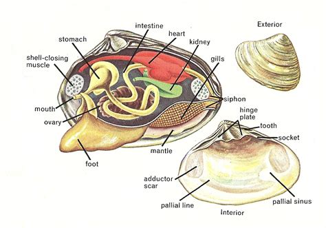 diagram of clam mantle lure