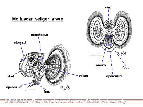 microscopic view of clam veliger larvae