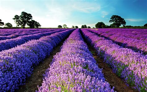 Lavender flowers in a field