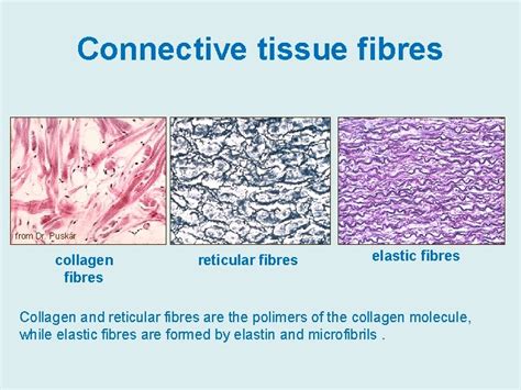 Diagram illustrating the structure of collagen fibers in connective tissues.