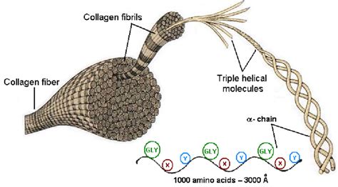 Diagram showing the triple helix structure of collagen