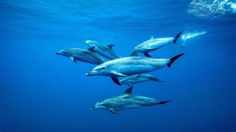 Pod of dolphins swimming underwater