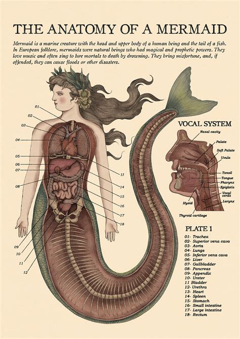 Diagram illustrating the anatomy of a mermaid