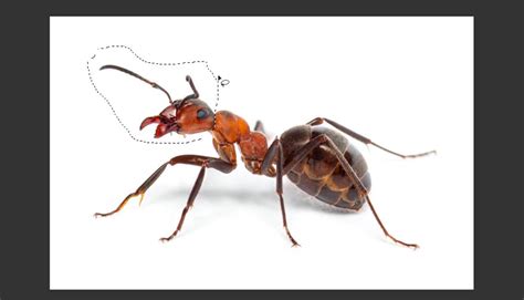 Photoshop showing the 