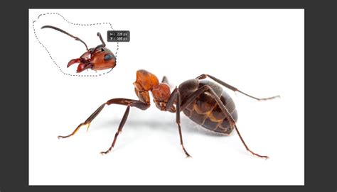 Photoshop marching ants selection outline
