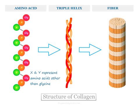 Diagram illustrating the structure of collagen and its presence in various tissues.
