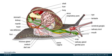 Diagram illustrating male and female reproductive organs in a hermaphroditic snail