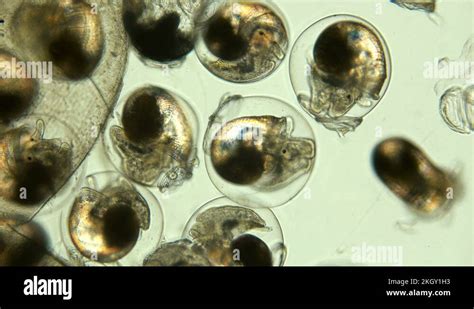 Microscopic view of a snail egg